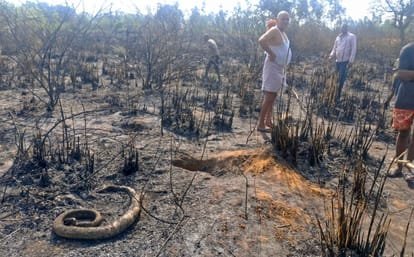 Three bighas of wheat and mustard crops were burnt in a forest fire.